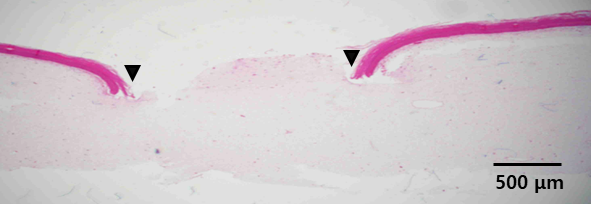 PDRN Articulated Skin Test